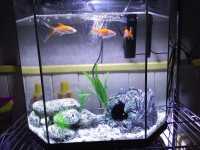 Kit Acuario 30 Litros