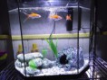 Kit Acuario 30 Litros